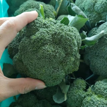 正品保障西兰花长期有货欢迎联系