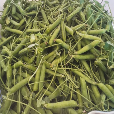 无添加豌豆一手货源量大优惠