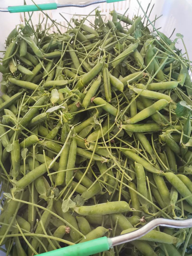 无添加豌豆一手货源量大优惠