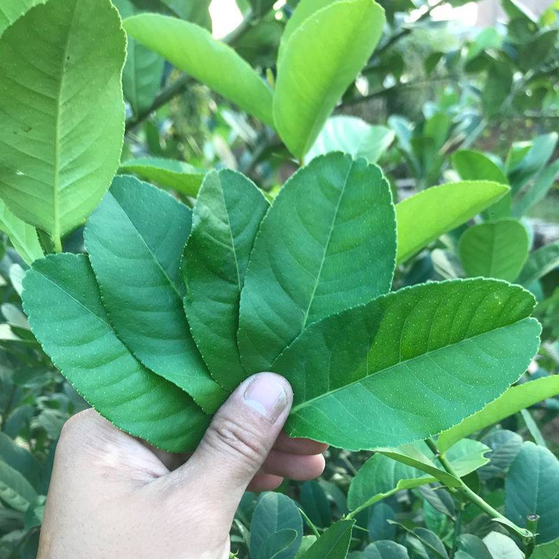 香水柠檬叶