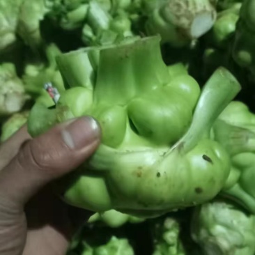 应季榨菜长期有货全网低价