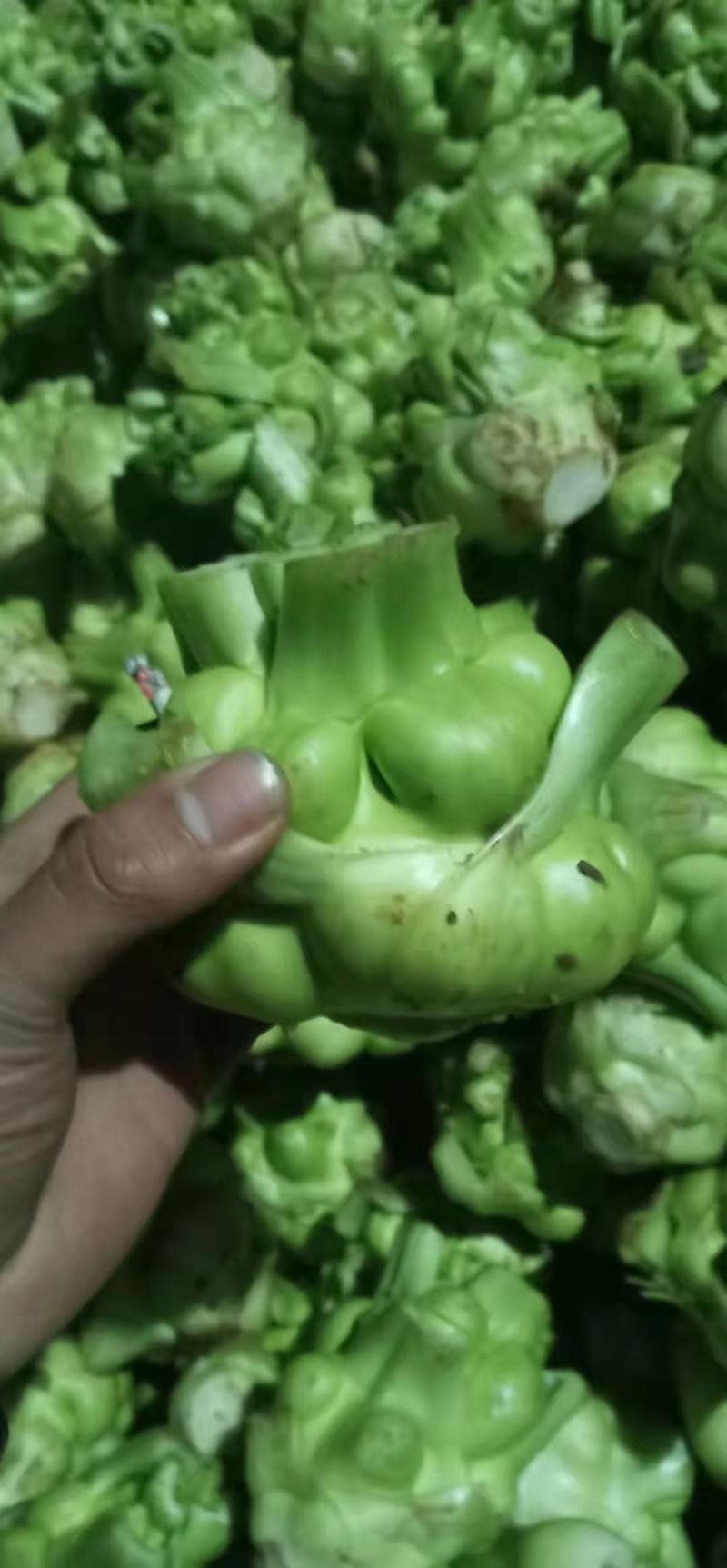 应季榨菜长期有货全网低价
