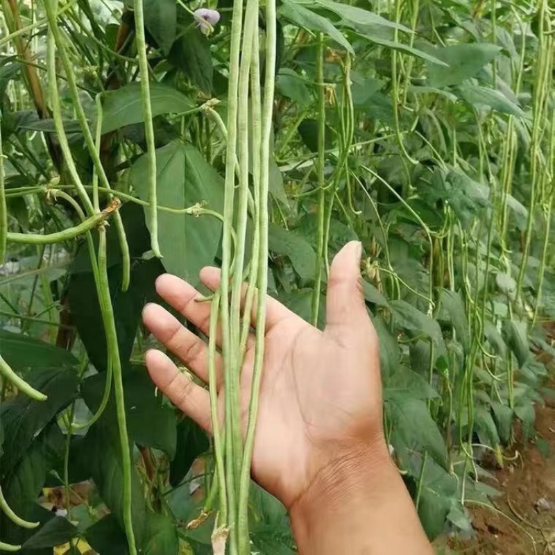 正宗豆角源头供应电商供货