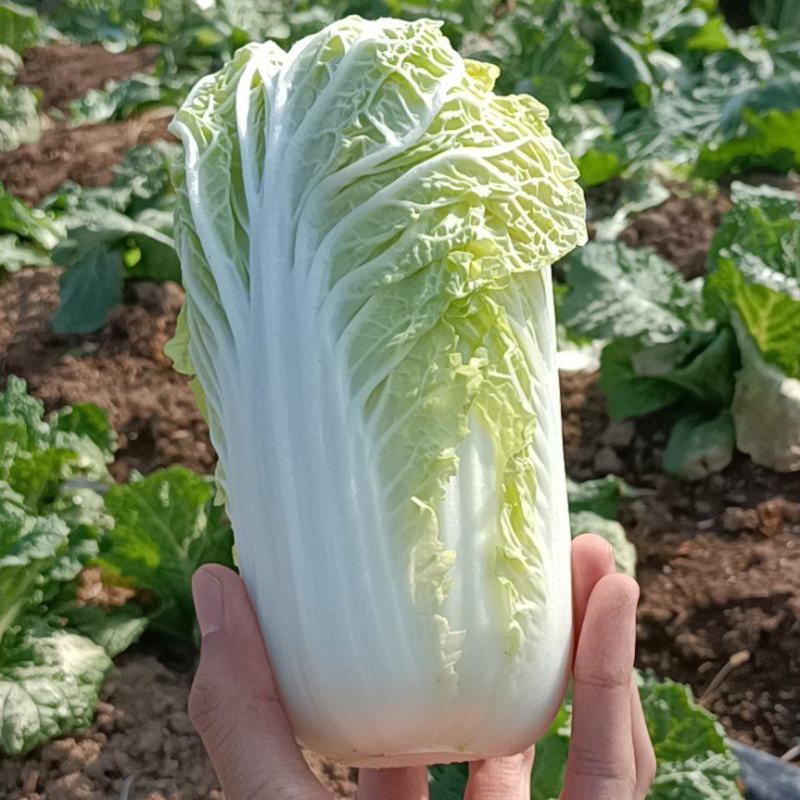 保质保量娃娃菜原产地订多包送