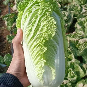 ***娃娃菜电商供货全国供应