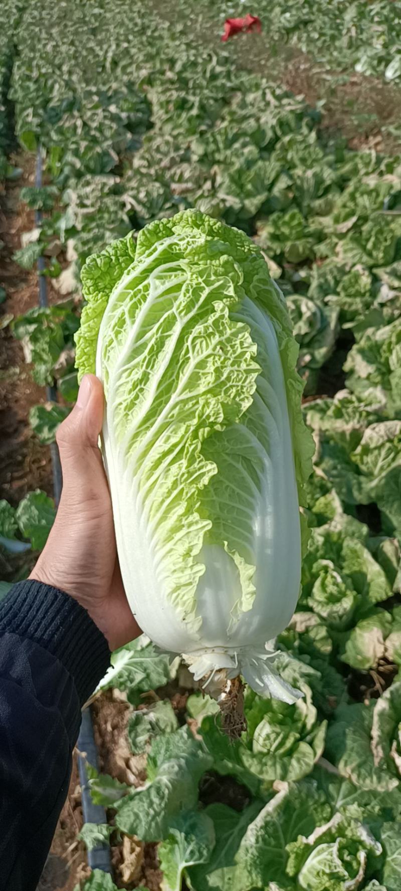 ***娃娃菜电商供货全国供应