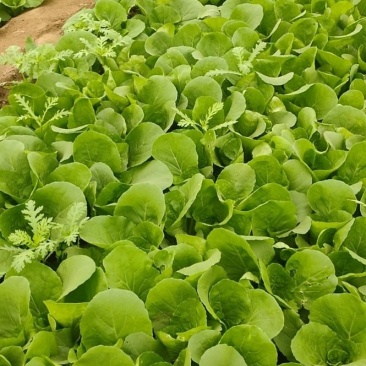 规格齐全奶白菜产地直发量大优惠