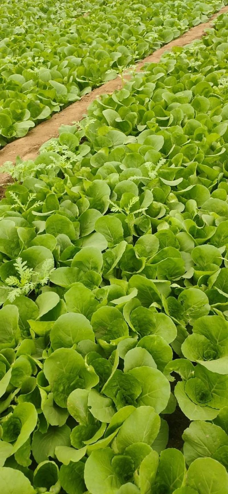 规格齐全奶白菜产地直发量大优惠