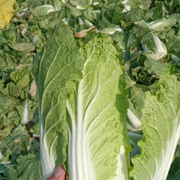 正宗天然新鲜娃娃菜产地直发