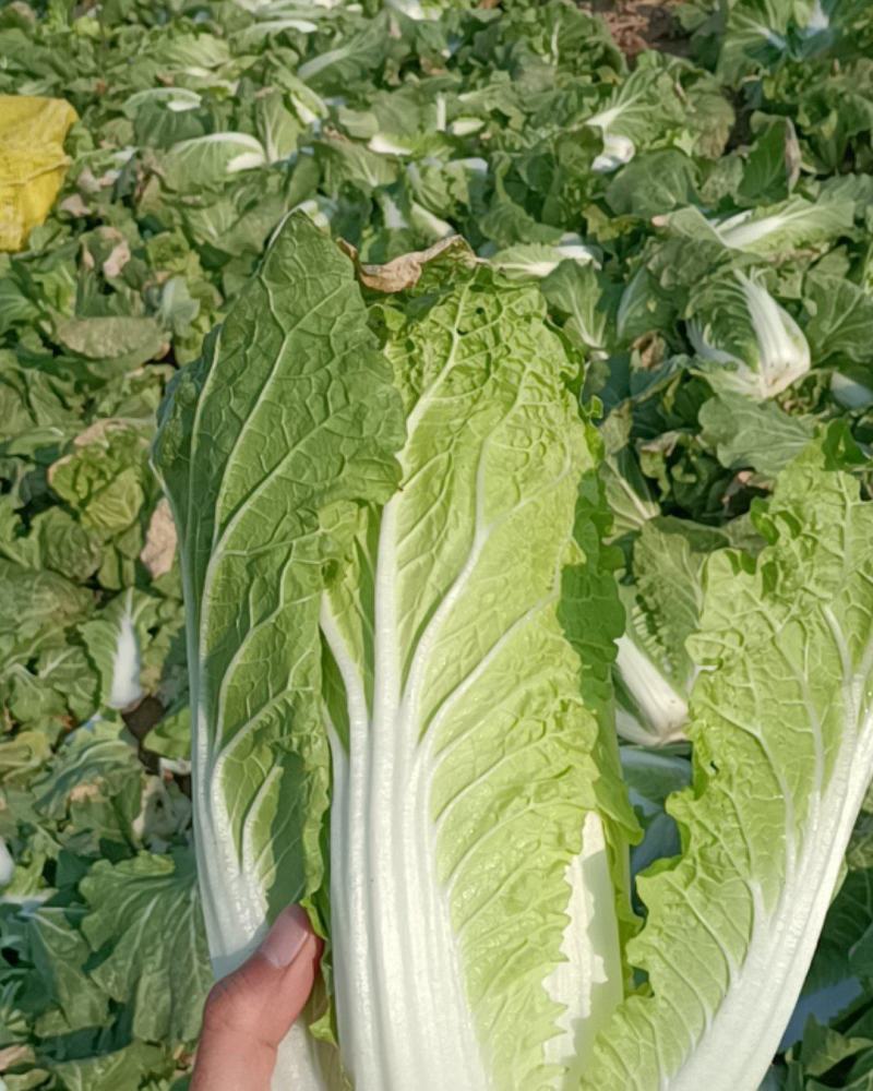 正宗天然新鲜娃娃菜产地直发