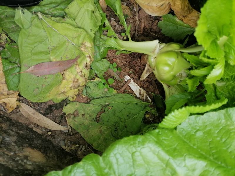 规格齐全榨菜一手货源全网低价