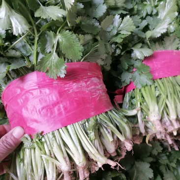 一手货源规格齐全香菜价格美丽