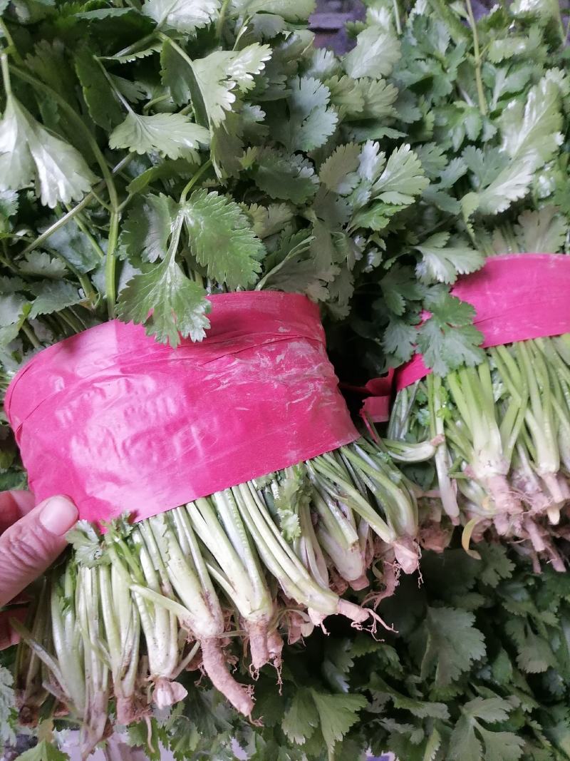 一手货源规格齐全香菜价格美丽