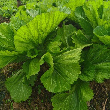 天然新鲜正宗芥菜基地直发