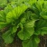 天然新鲜正宗芥菜基地直发