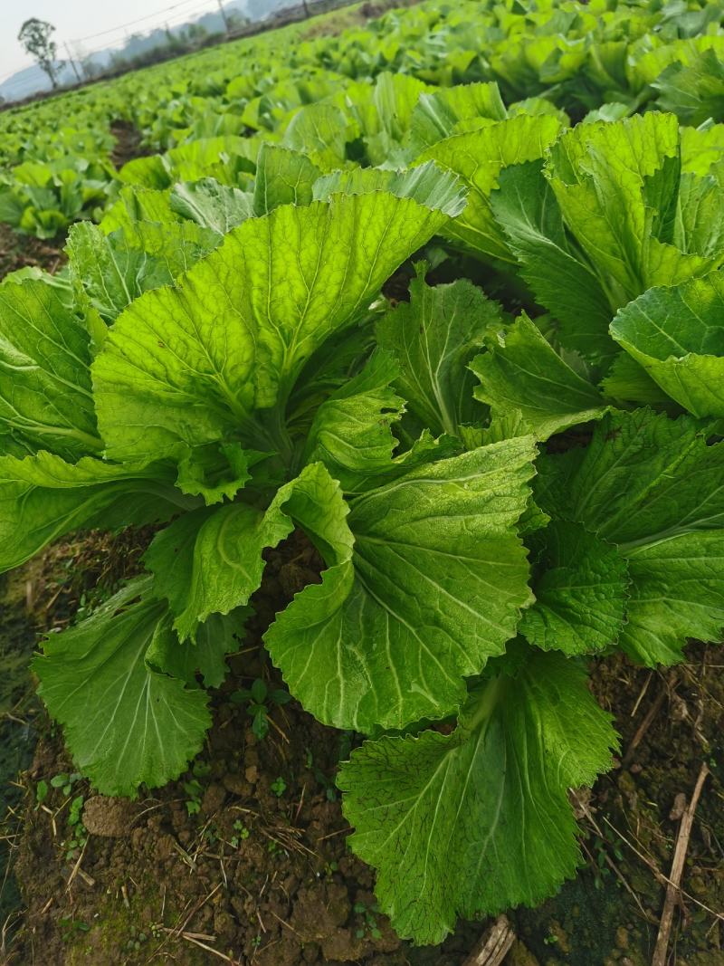 天然新鲜正宗芥菜基地直发