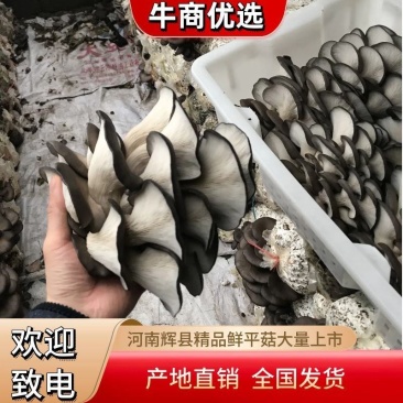 鲜平菇，黑平菇，叶片3~5cm，片厚叶干质量佳
