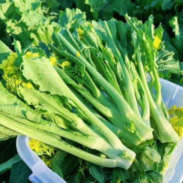 应季菜苔正品保障全国供应