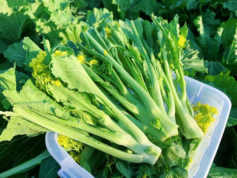 应季菜苔正品保障全国供应
