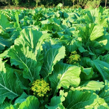 正宗菜苔一件代发超高性价比