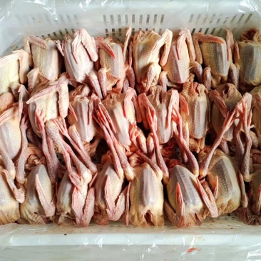 网红产品优质鸽肉货源充足诚信经营欢迎联系