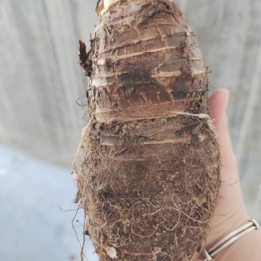 正品保障芋头量大从优随时可聊