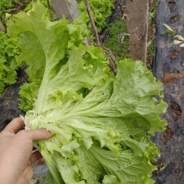 精品生菜现货秒发全网低价