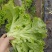 精品生菜现货秒发全网低价