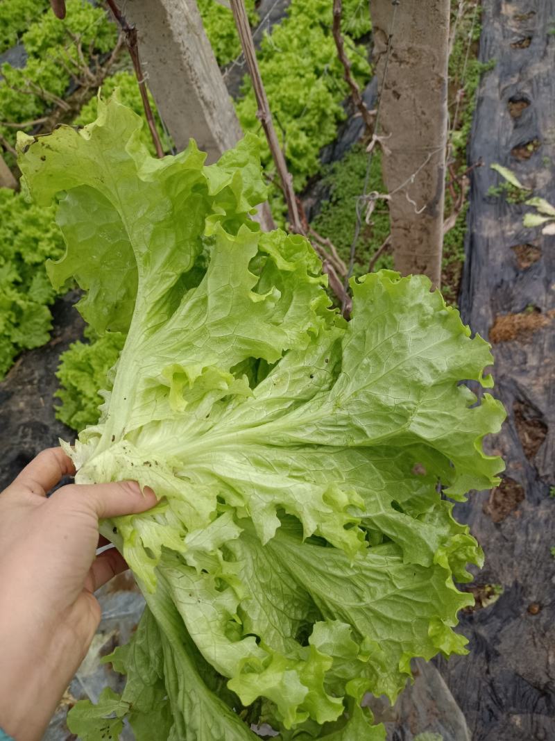 精品生菜现货秒发全网低价