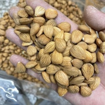 健康零食杏仁原产地支持拿样