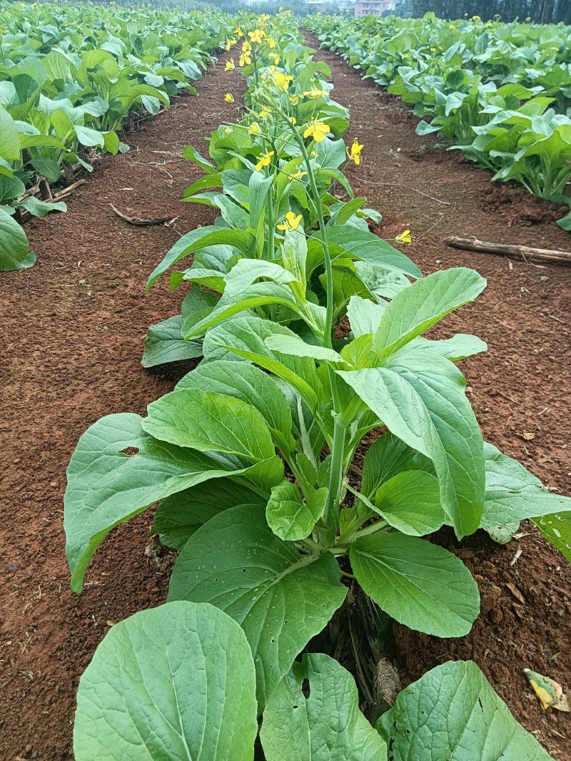 湖北白菜苔红菜苔产地直发规格齐全菜苔源头供应价格美丽