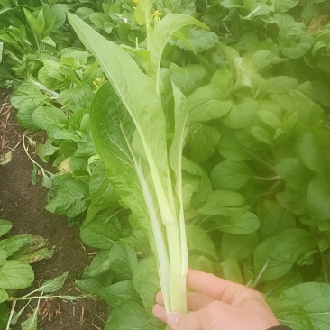 源头供应菜苔无添加量大优惠