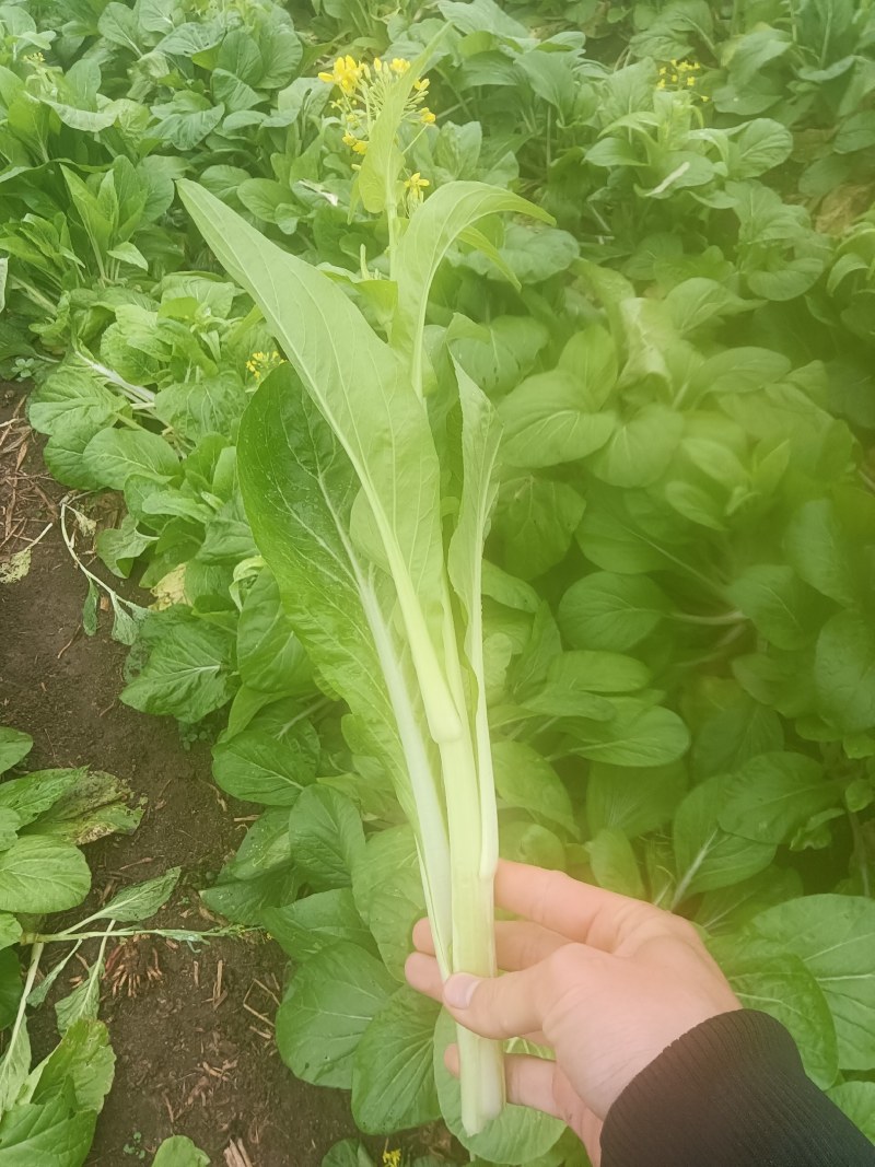 正品保障菜苔全国低价随时联系