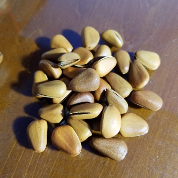 长期有货松子正宗健康零食