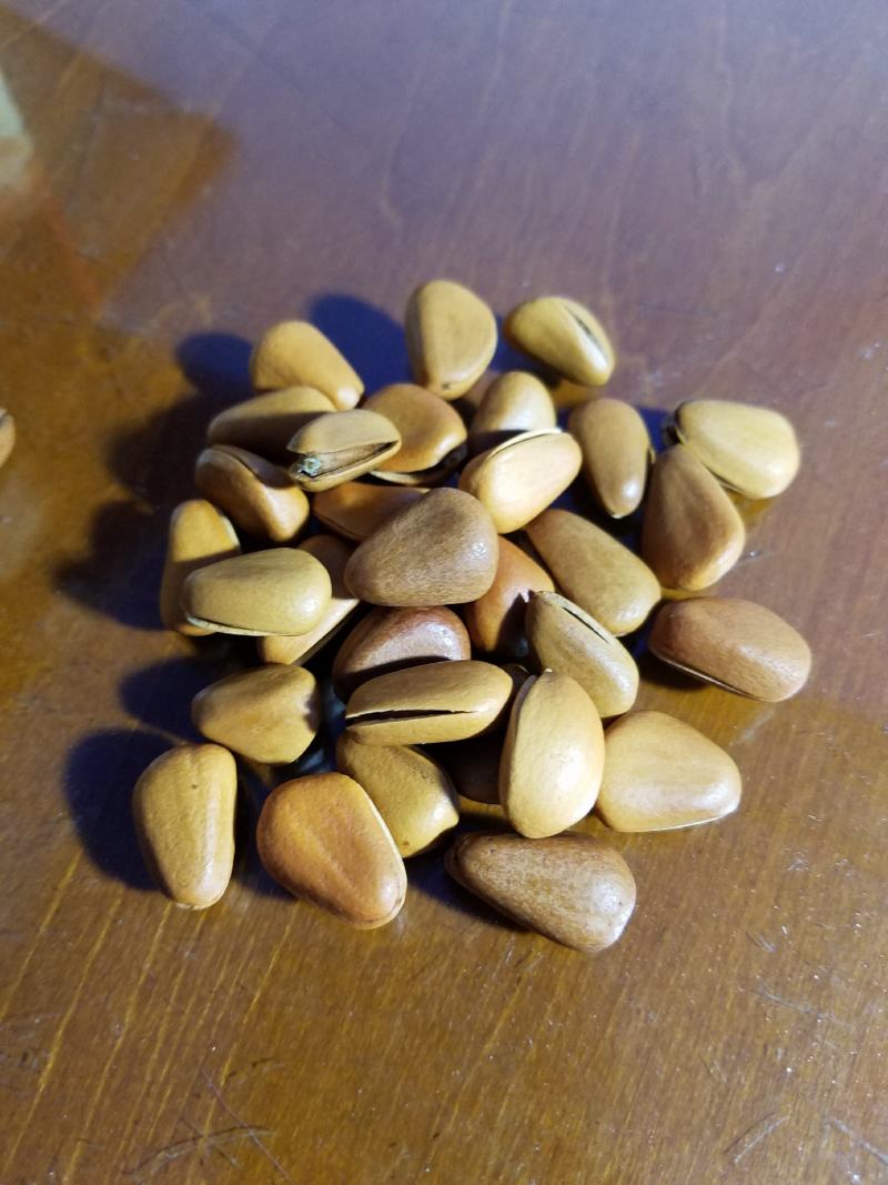 长期有货松子正宗健康零食