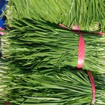 广东湛江精品大叶韭菜基地直供质量保证一手货源全国发货