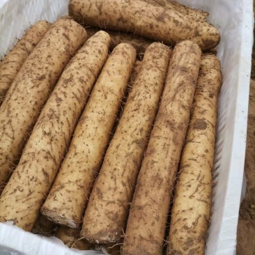 天然新鲜山药电商供货欢迎联系