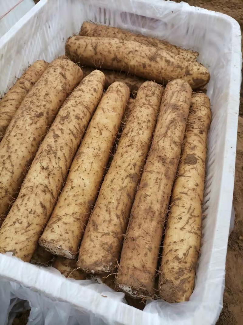 天然新鲜山药电商供货欢迎联系