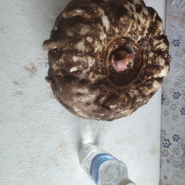 正品保障魔芋长期供应价格美丽