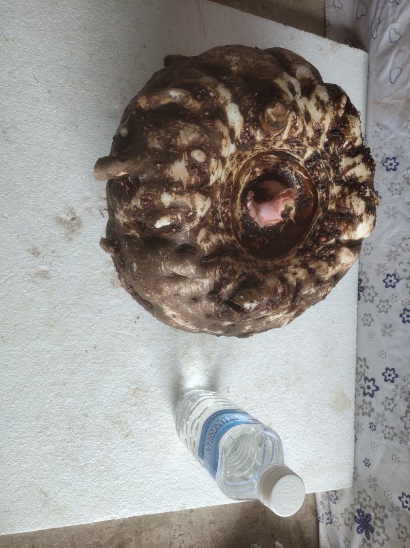 正品保障魔芋长期供应价格美丽