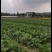 正宗天然新鲜菜苔基地直发