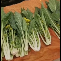 正品保障菜苔全国供应欢迎联系