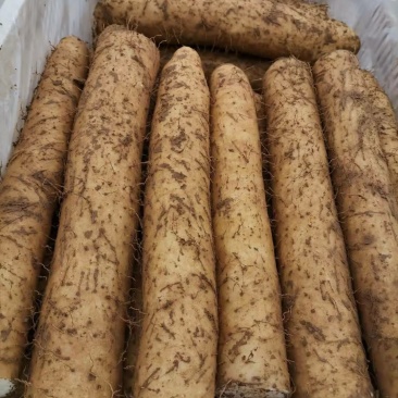 正品保障山药长期供应在线服务