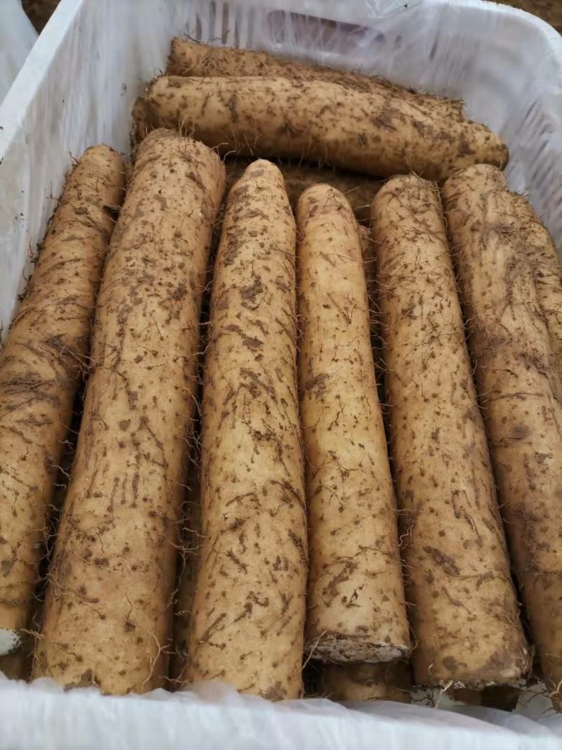 正品保障山药长期供应在线服务