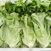 正品生菜源头供应欢迎联系