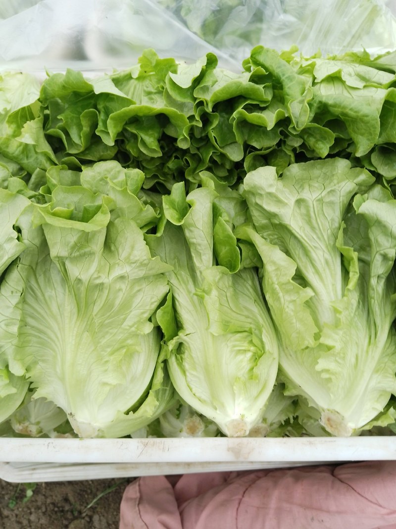 正品生菜源头供应欢迎联系