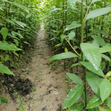 品种纯正木姜子苗现挖现发欢迎联系