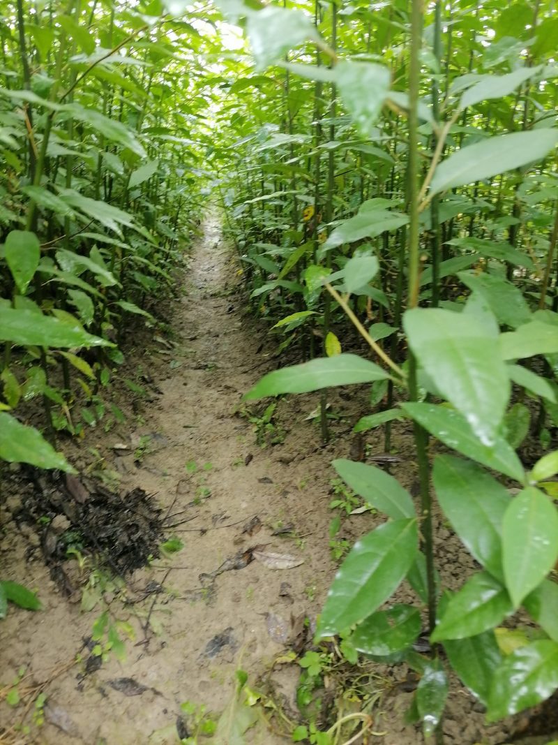 品种纯正木姜子苗现挖现发欢迎联系