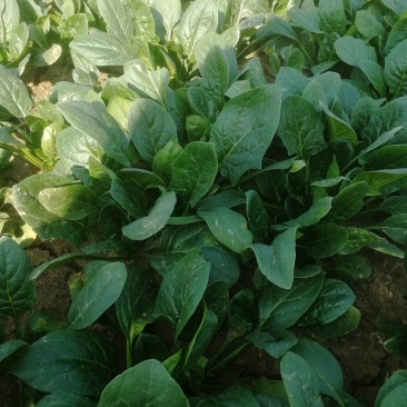 保质保量菠菜随时有货诚信经营
