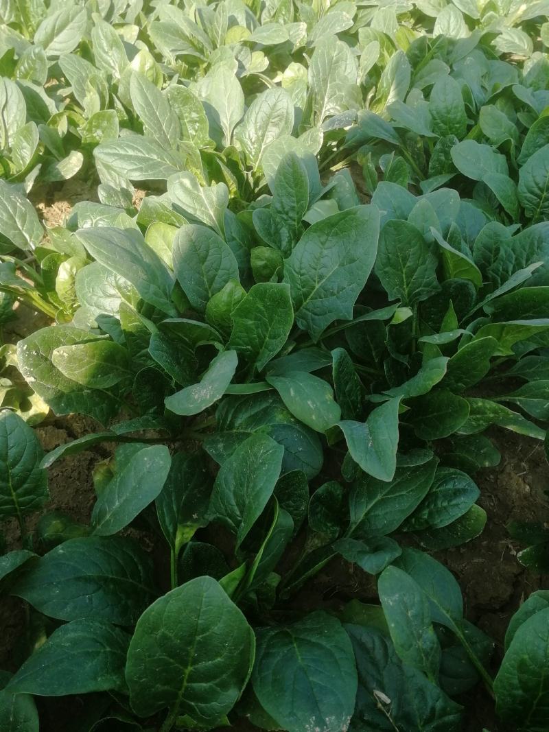 保质保量菠菜随时有货诚信经营